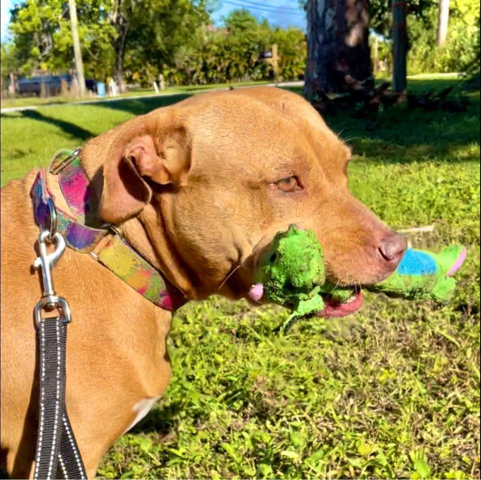 Sassy, a Adoptable mixed breed in Palm City, FL image 1/4