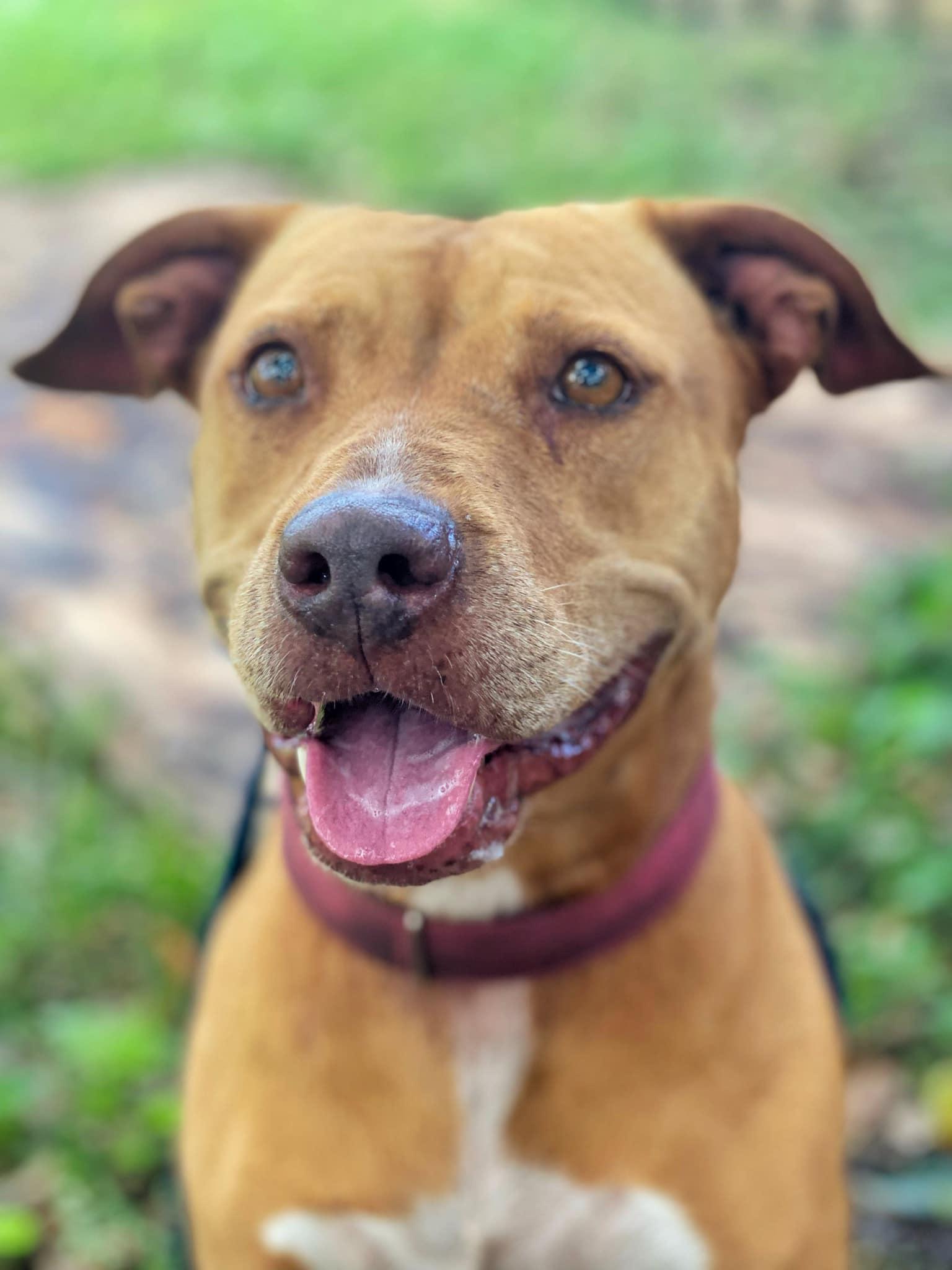 Sassy, a Adoptable mixed breed in Palm City, FL image 2/4