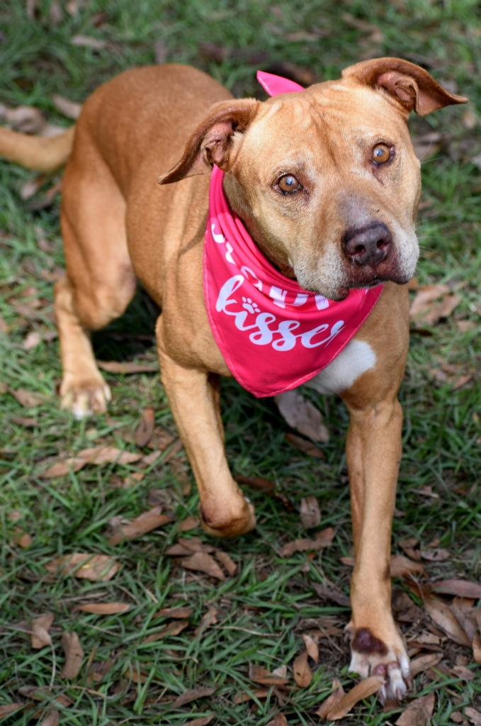 Sassy, a Adoptable mixed breed in Palm City, FL image 3/4