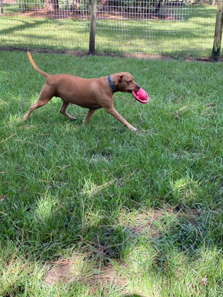 Sassy, a Adoptable mixed breed in Palm City, FL image 4/4