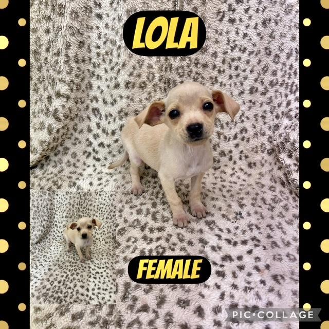 Lola