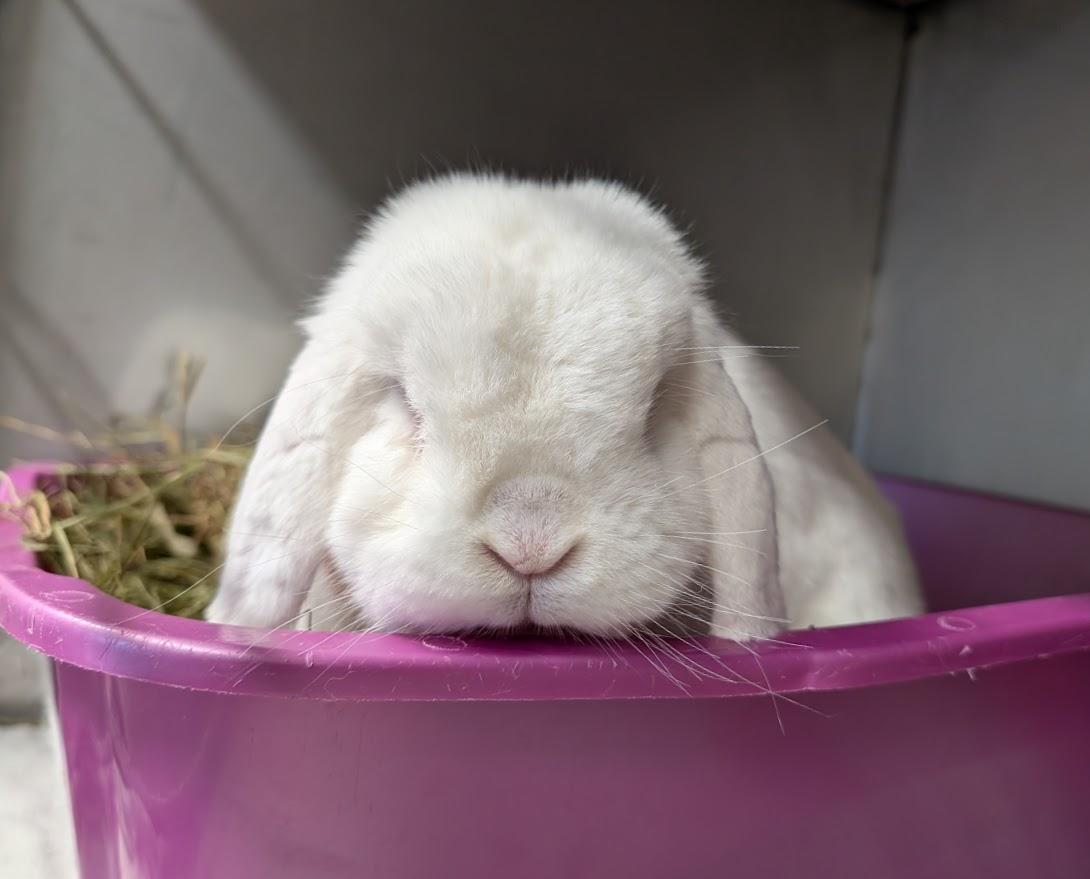 Alfredo, adopted, Adult Male Holland Lop.
