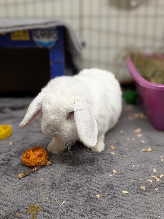 Enlarge Alfredo, an adopted Holland Lop in Coquitlam, BC image 2/2