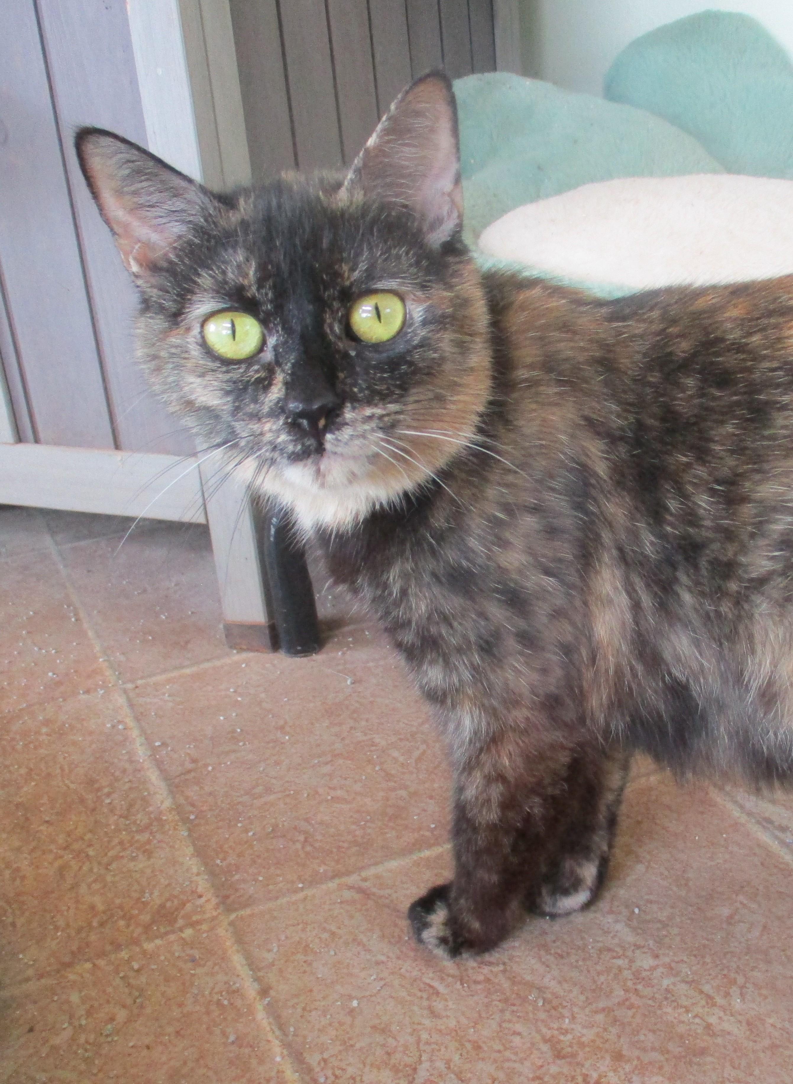 Enlarge TORIE, an adoptable Tortoiseshell in Troutman, NC image 2/6