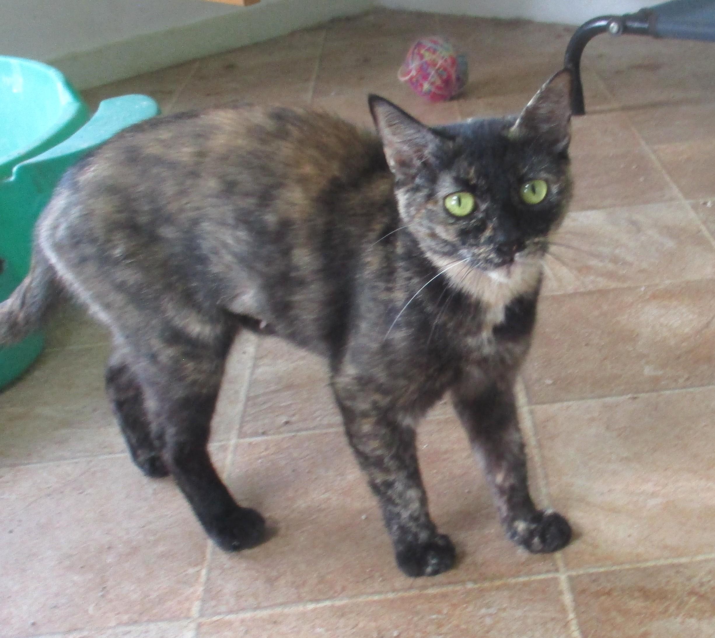 Enlarge TORIE, an adoptable Tortoiseshell in Troutman, NC image 6/6