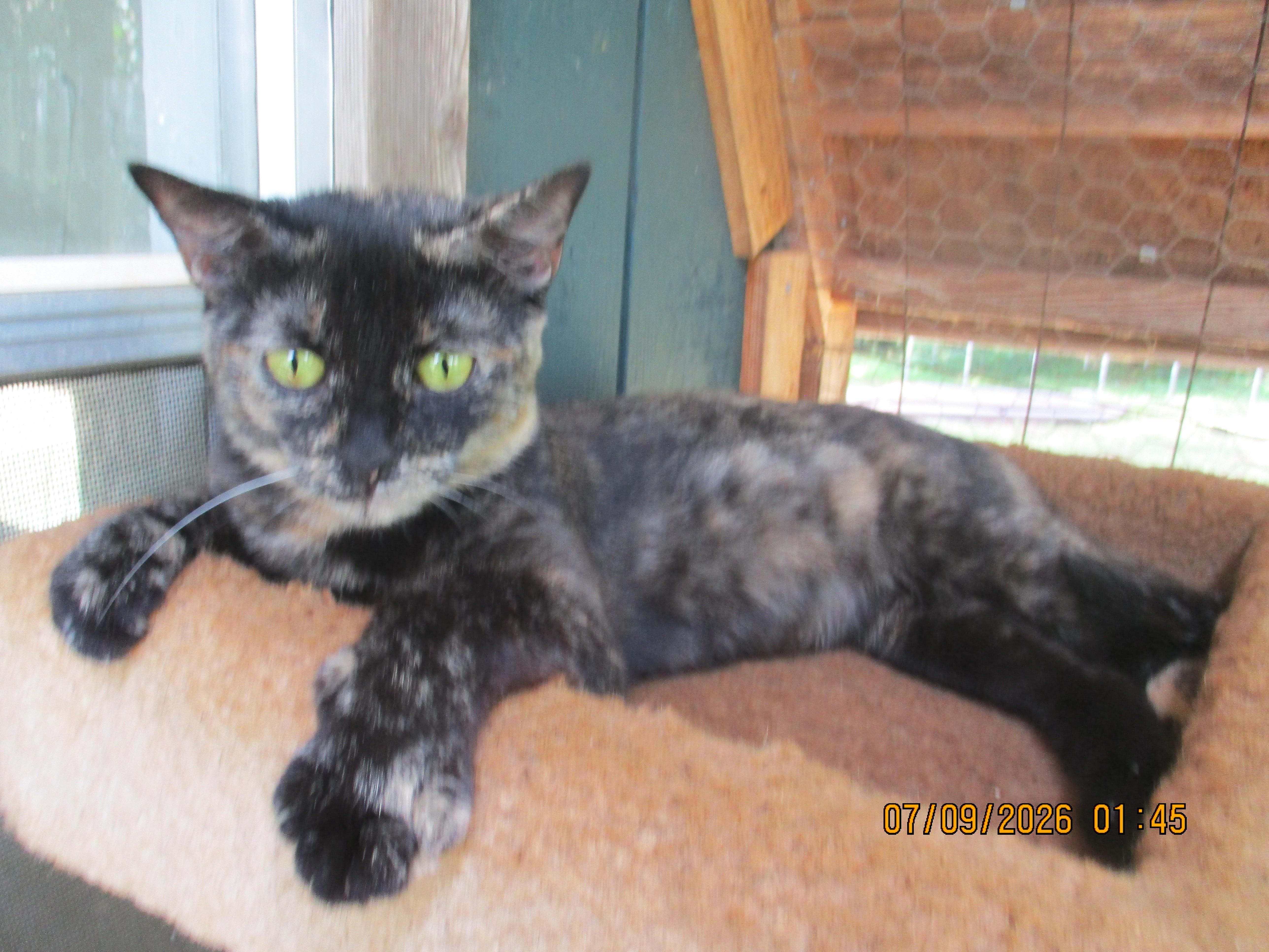 Enlarge TORIE, a Adoptable Tortoiseshell in Troutman, NC image 2/6