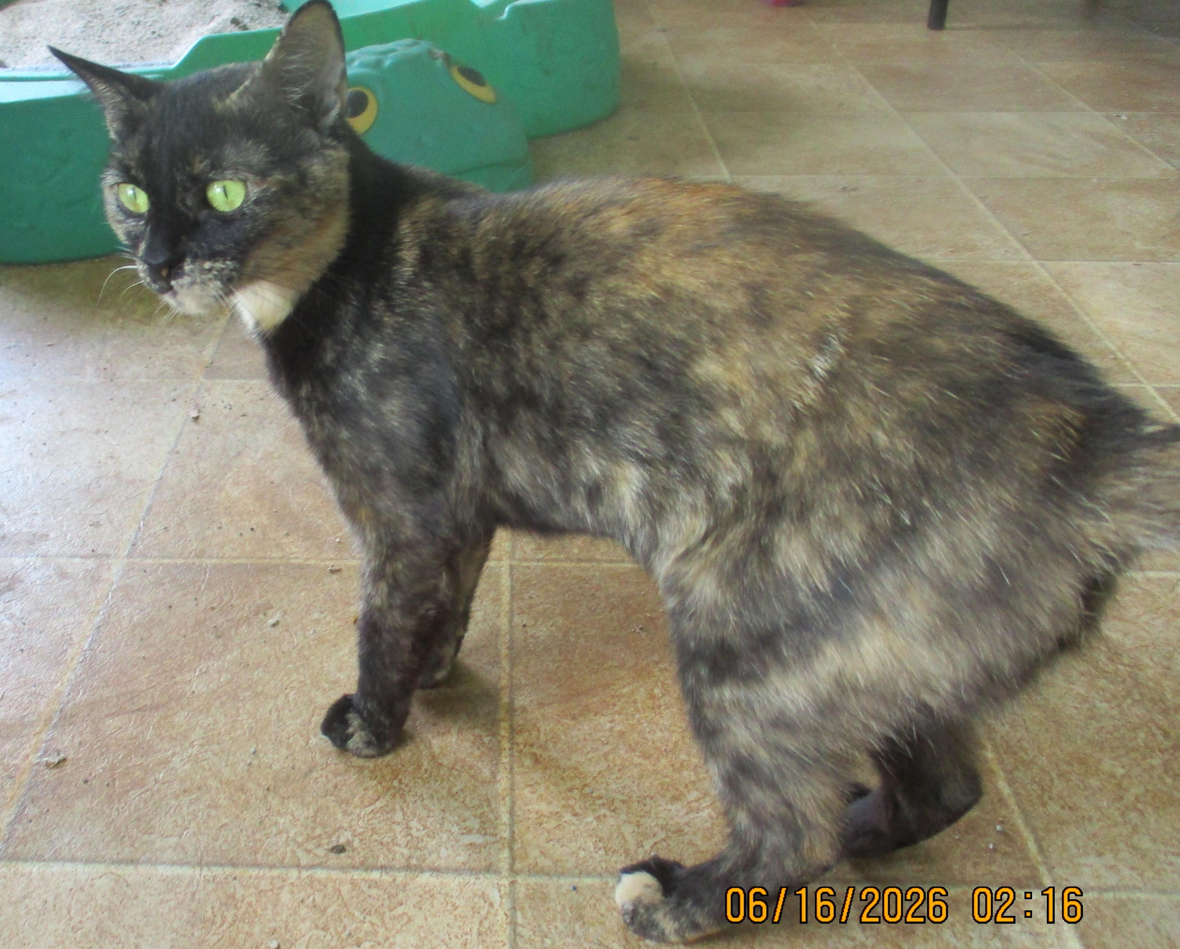 Enlarge TORIE, an adoptable Tortoiseshell in Troutman, NC image 1/6
