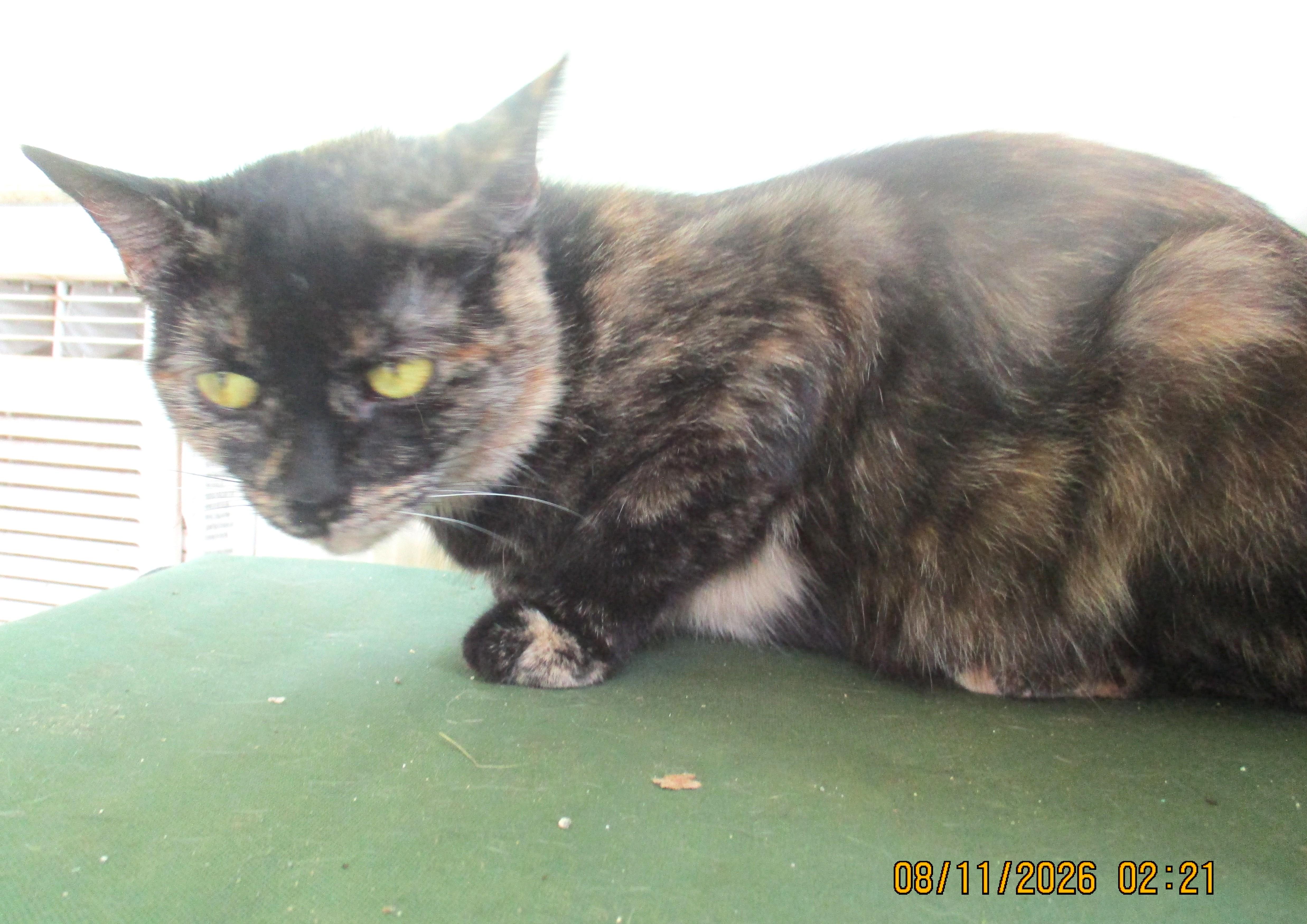 Enlarge TORIE, a Adoptable Tortoiseshell in Troutman, NC image 5/6