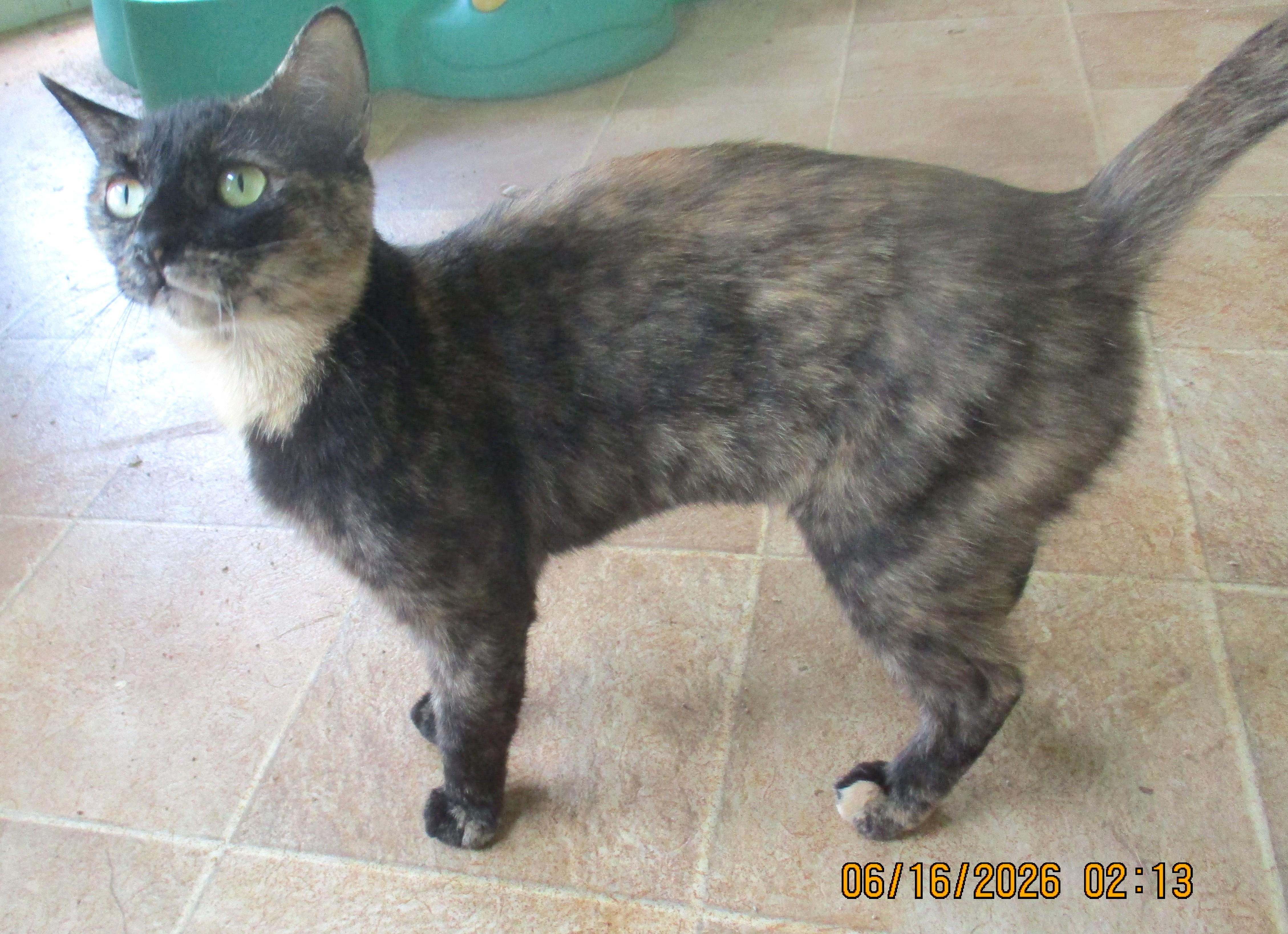 Enlarge TORIE, an adoptable Tortoiseshell in Troutman, NC image 4/6