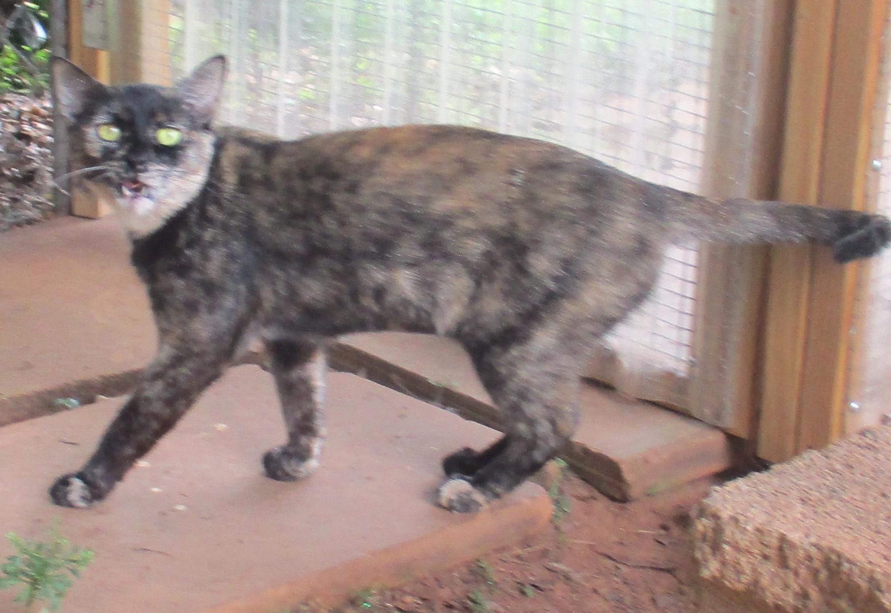Enlarge TORIE, an adoptable Tortoiseshell in Troutman, NC image 5/6