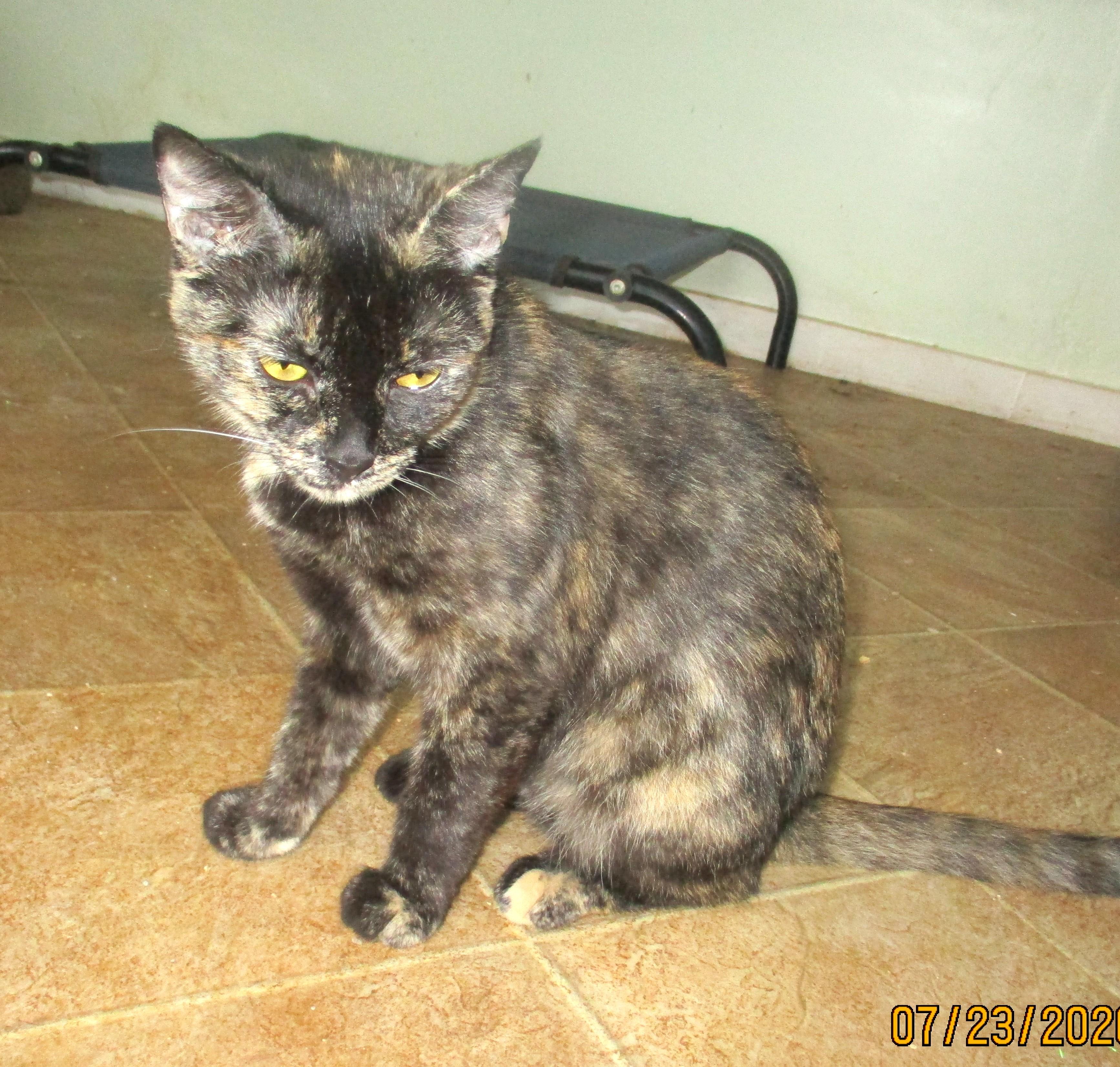 Enlarge TORIE, a Adoptable Tortoiseshell in Troutman, NC image 6/6
