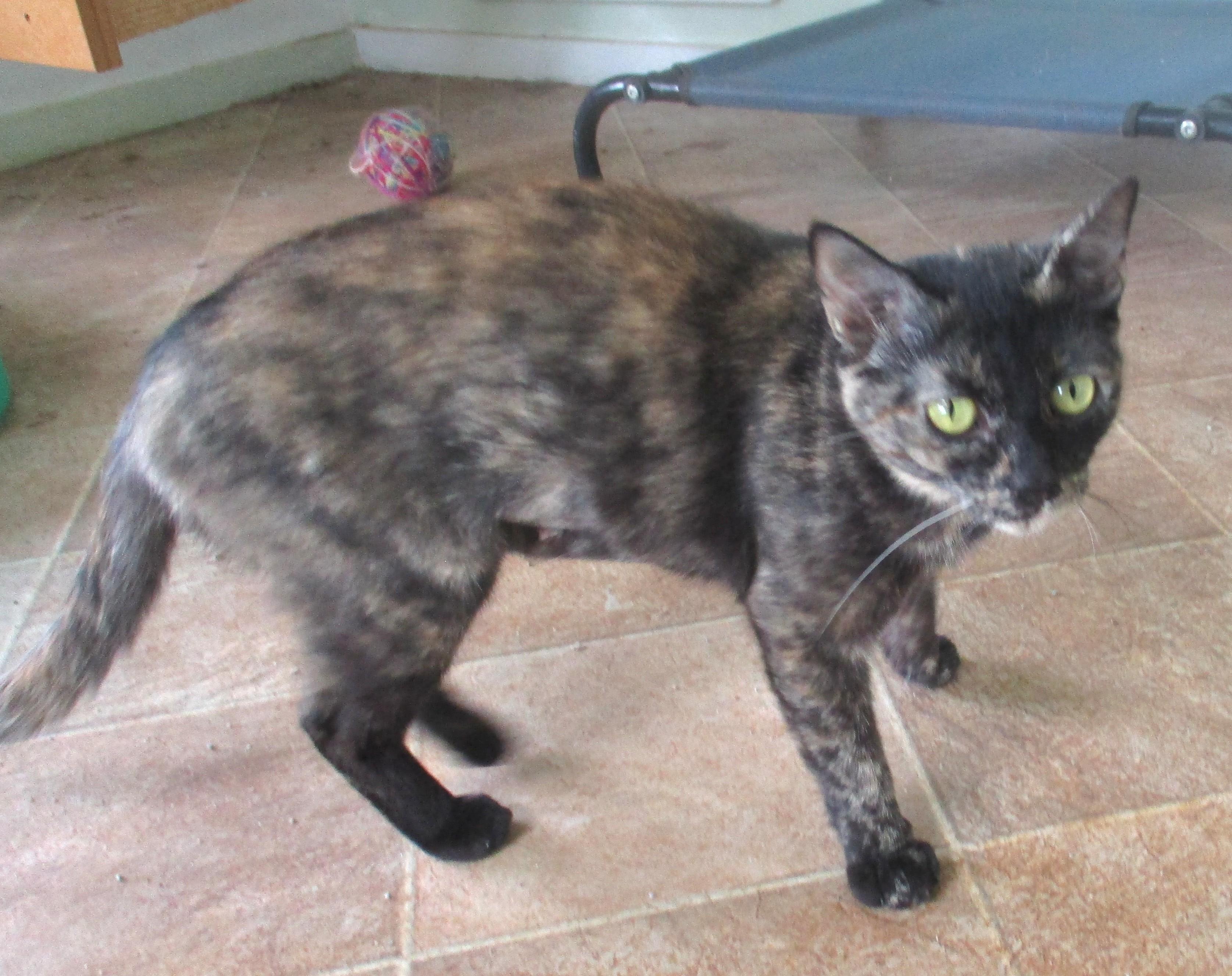 Enlarge TORIE, an adoptable Tortoiseshell in Troutman, NC image 3/6