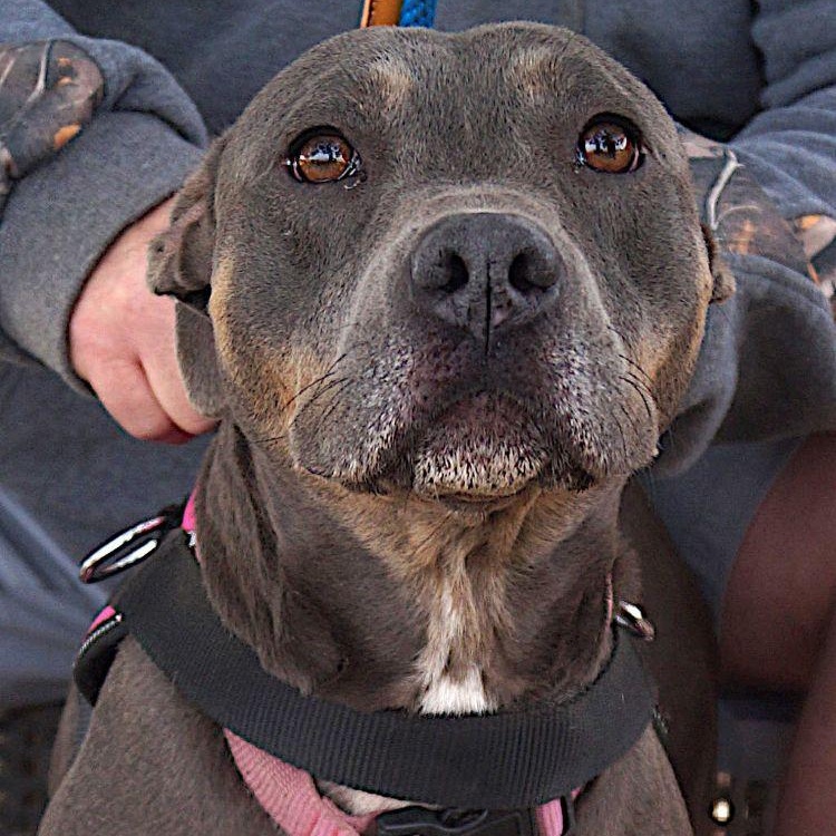 Enlarge Aurora, a Adoptable mixed breed in Carrollton, TX image 2/2