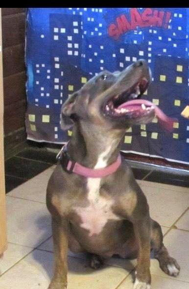 Enlarge Aurora, a Adoptable mixed breed in Carrollton, TX image 1/1