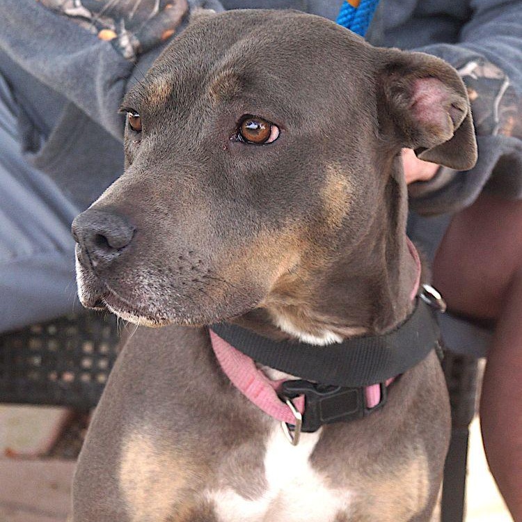 Enlarge Aurora, a Adoptable mixed breed in Carrollton, TX image 1/2