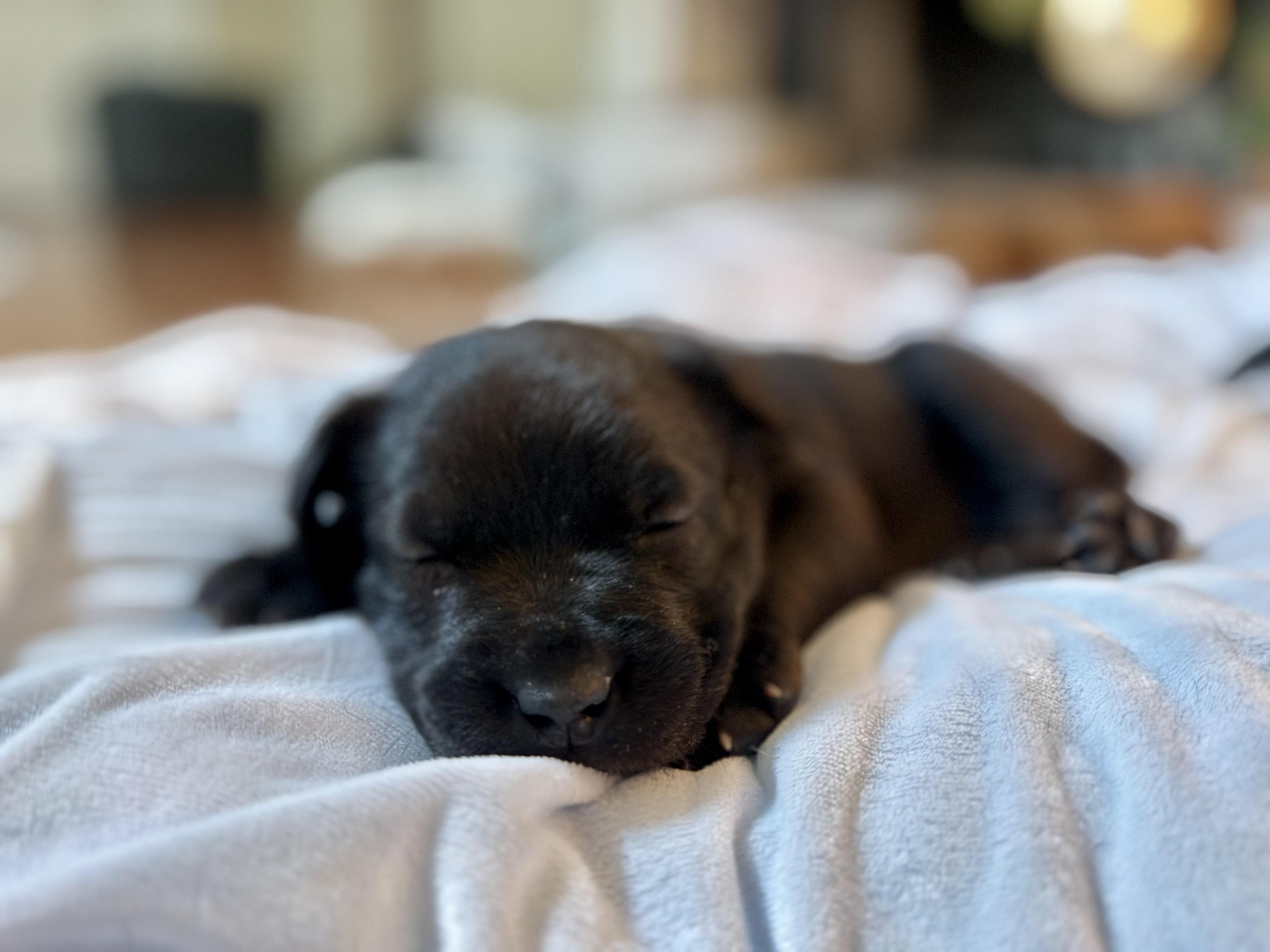 Enlarge Honey, an adopted mixed breed in Mount Meigs, AL image 1/6