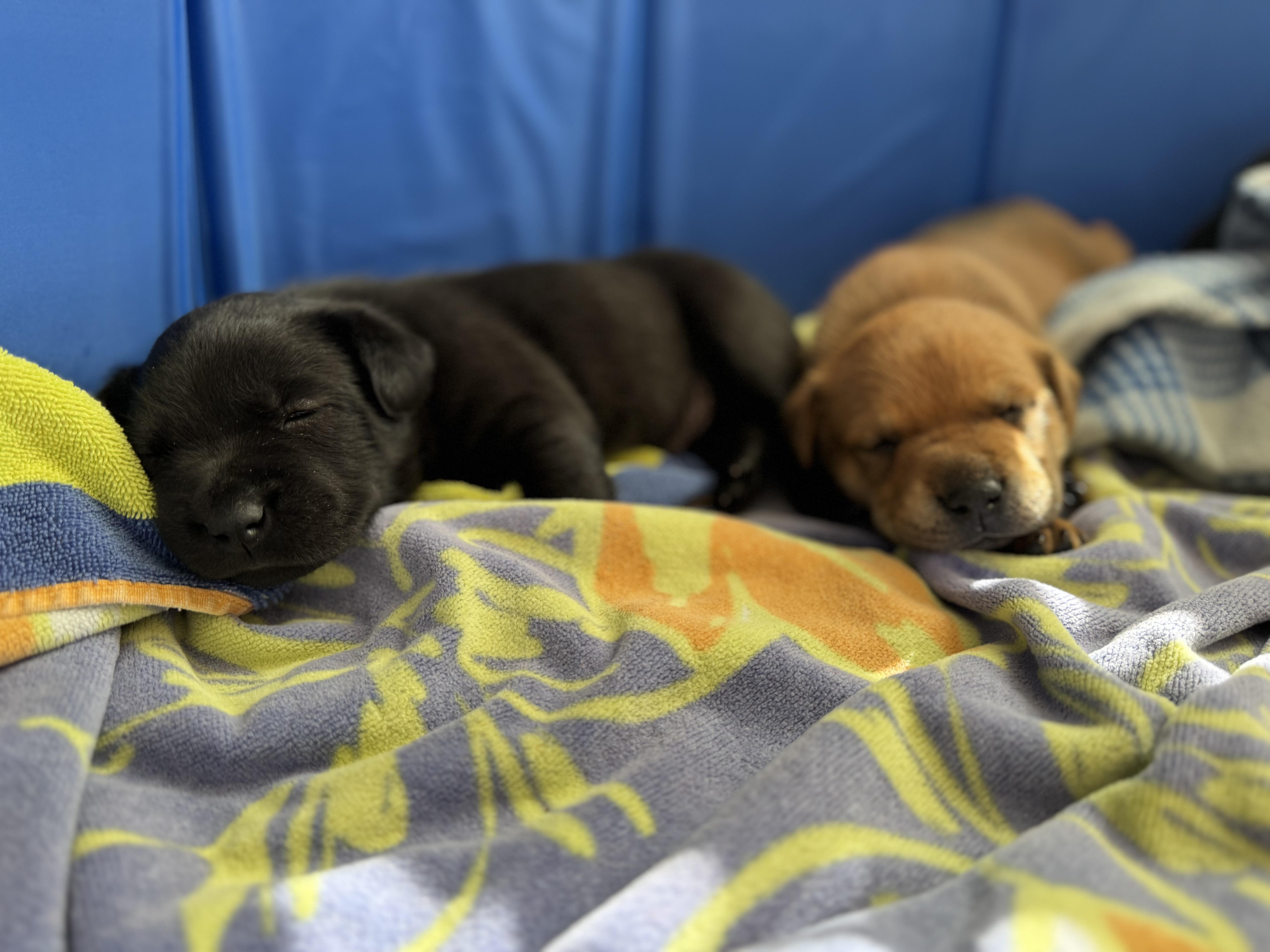 Enlarge Honey, an adopted mixed breed in Mount Meigs, AL image 3/6