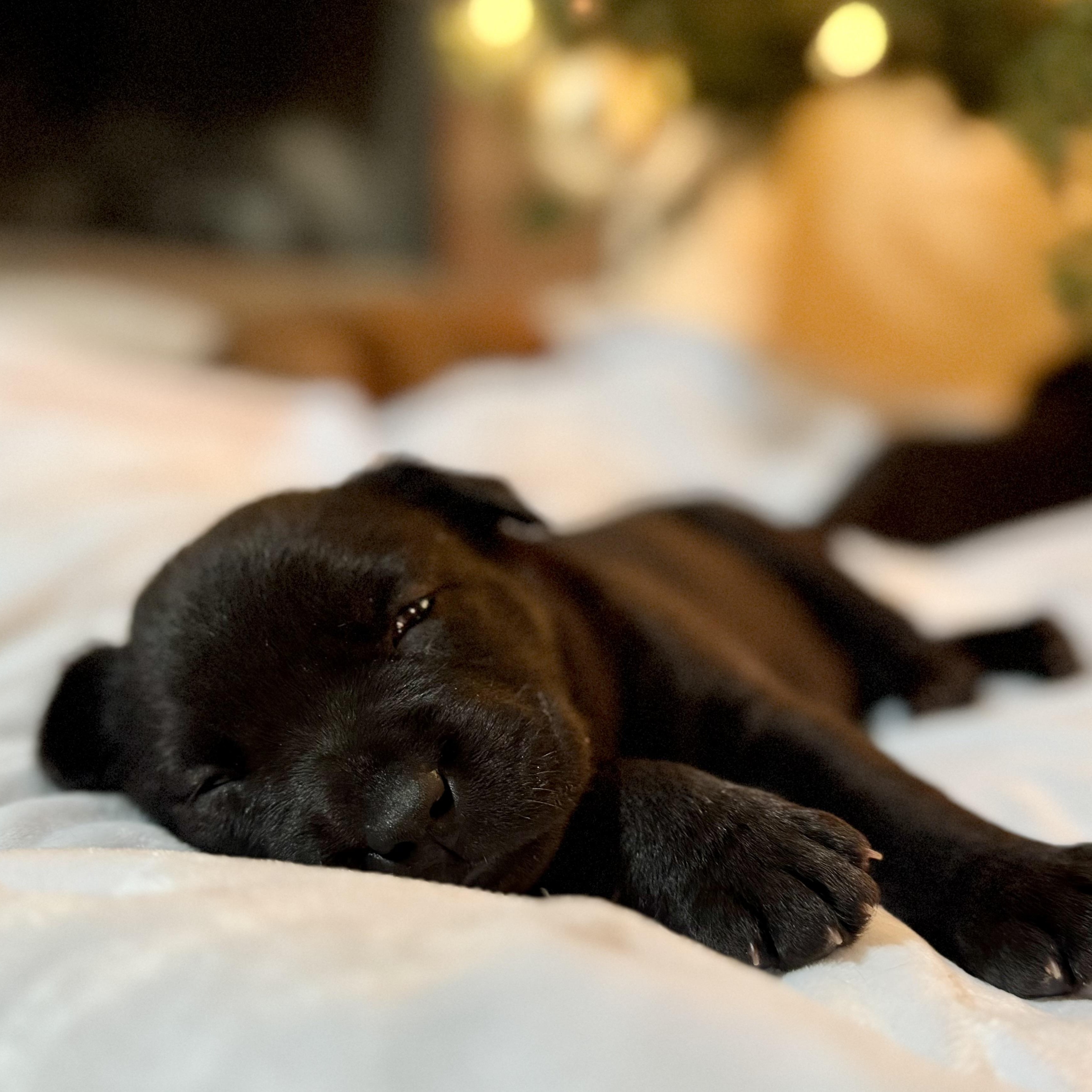 Enlarge Honey, an adopted mixed breed in Mount Meigs, AL image 4/6