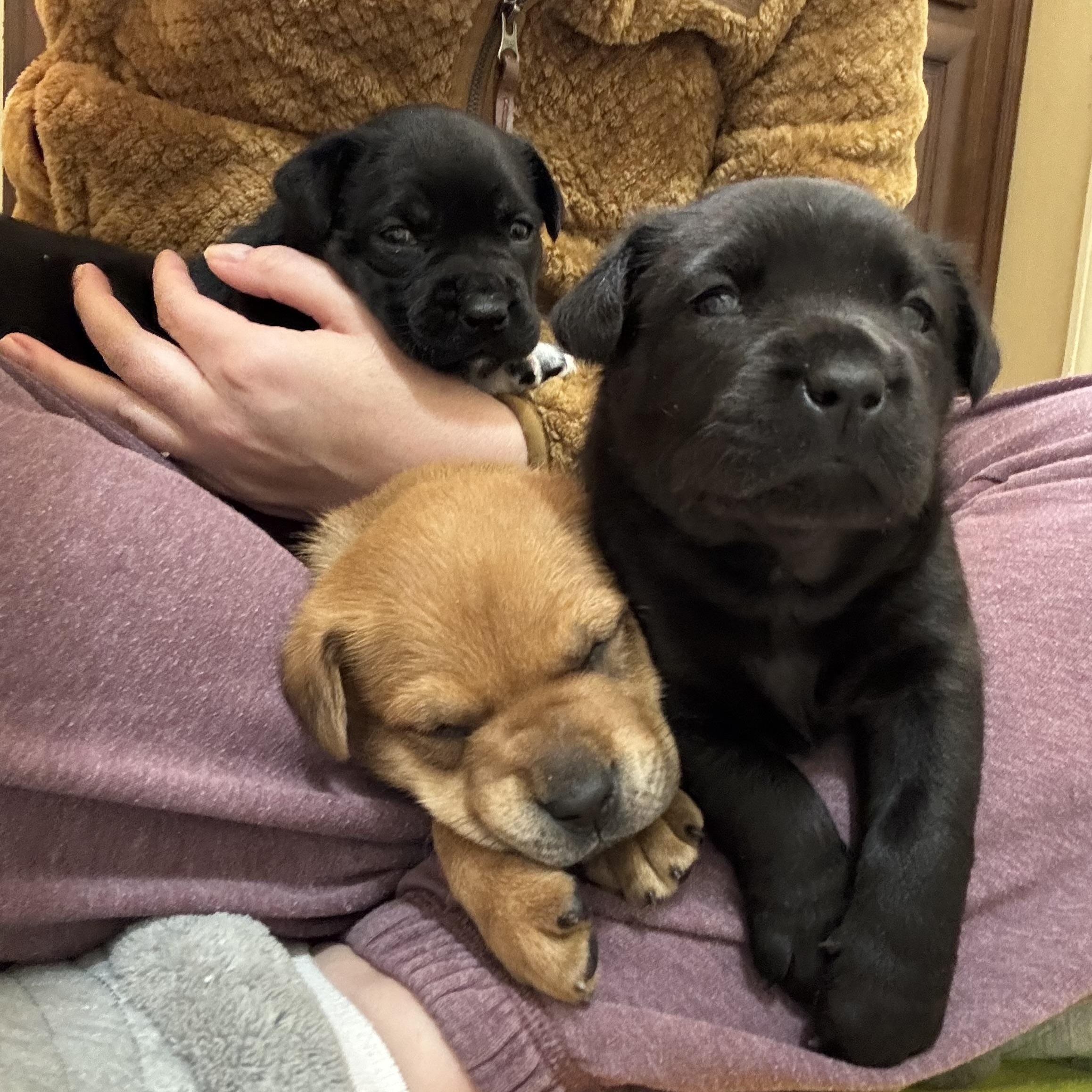 Enlarge Honey, an adopted mixed breed in Mount Meigs, AL image 5/6