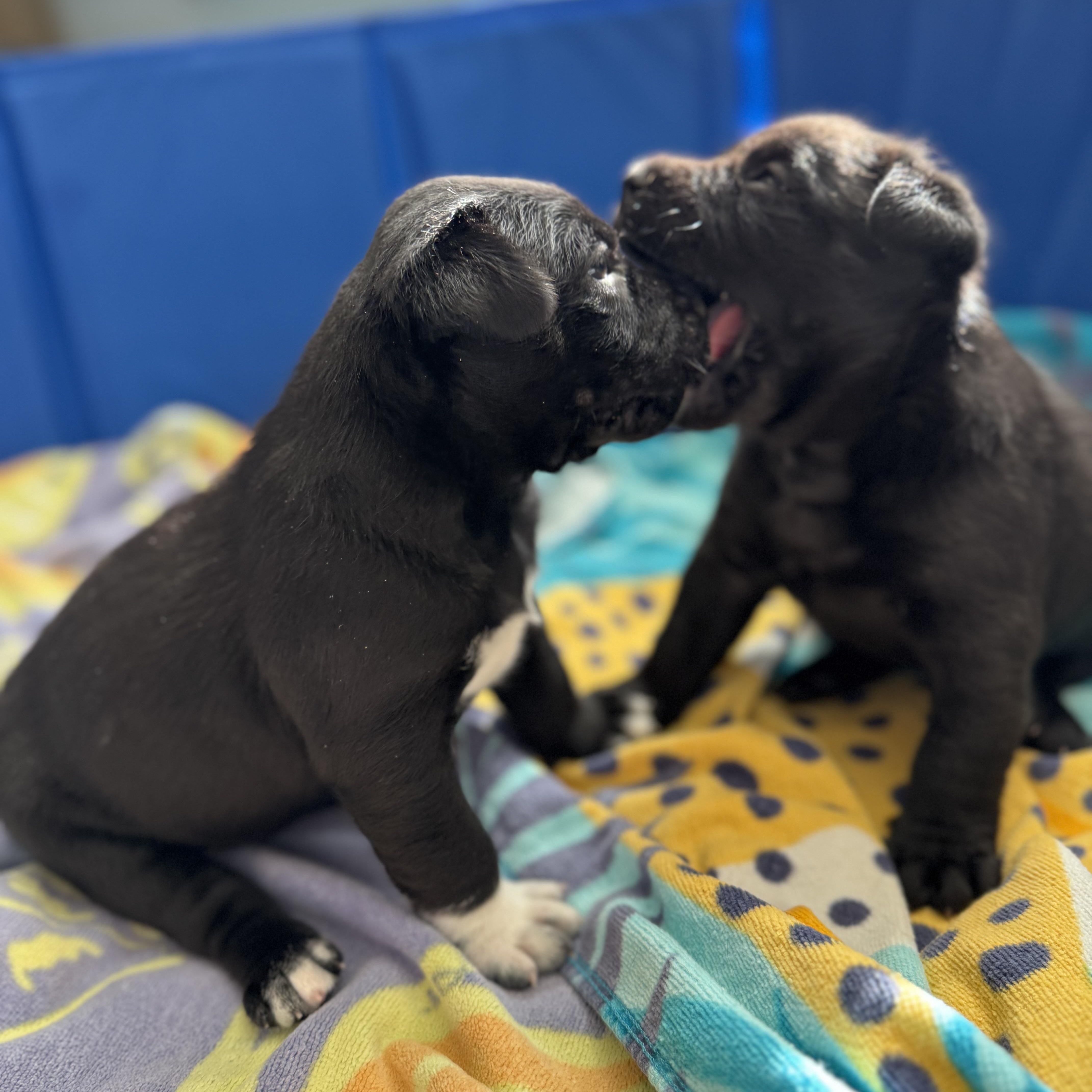 Enlarge Honey, an adopted mixed breed in Mount Meigs, AL image 6/6