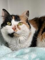 Enlarge Moxie, a ADOPTABLE Domestic Medium Hair in Orleans, VT image 2/2