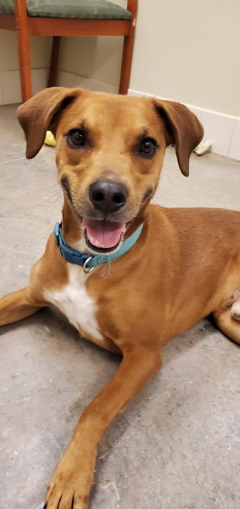 Ryker, a Adoptable mixed breed in Neosho, MO image 1/6