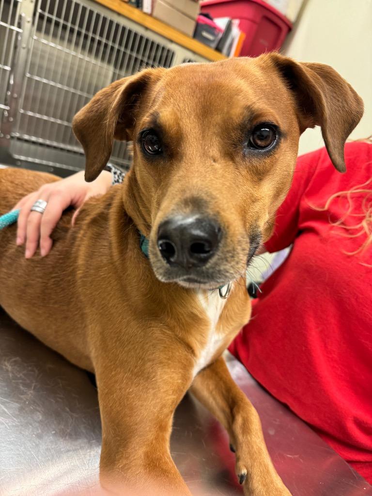 Ryker, Adoptable, Adult Male Hound & Mixed Breed.