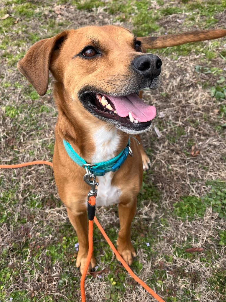 Ryker, a Adoptable mixed breed in Neosho, MO image 2/6