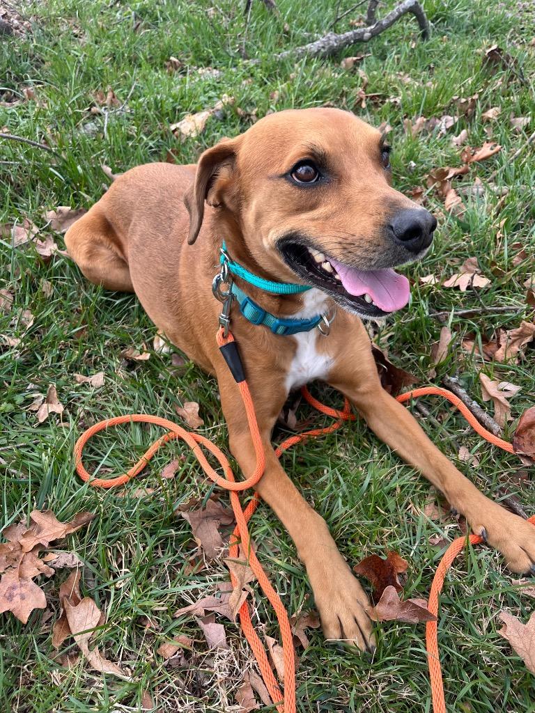 Enlarge Ryker, a Adoptable mixed breed in Neosho, MO image 3/6