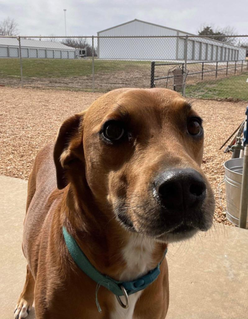 Ryker, a Adoptable mixed breed in Neosho, MO image 5/6