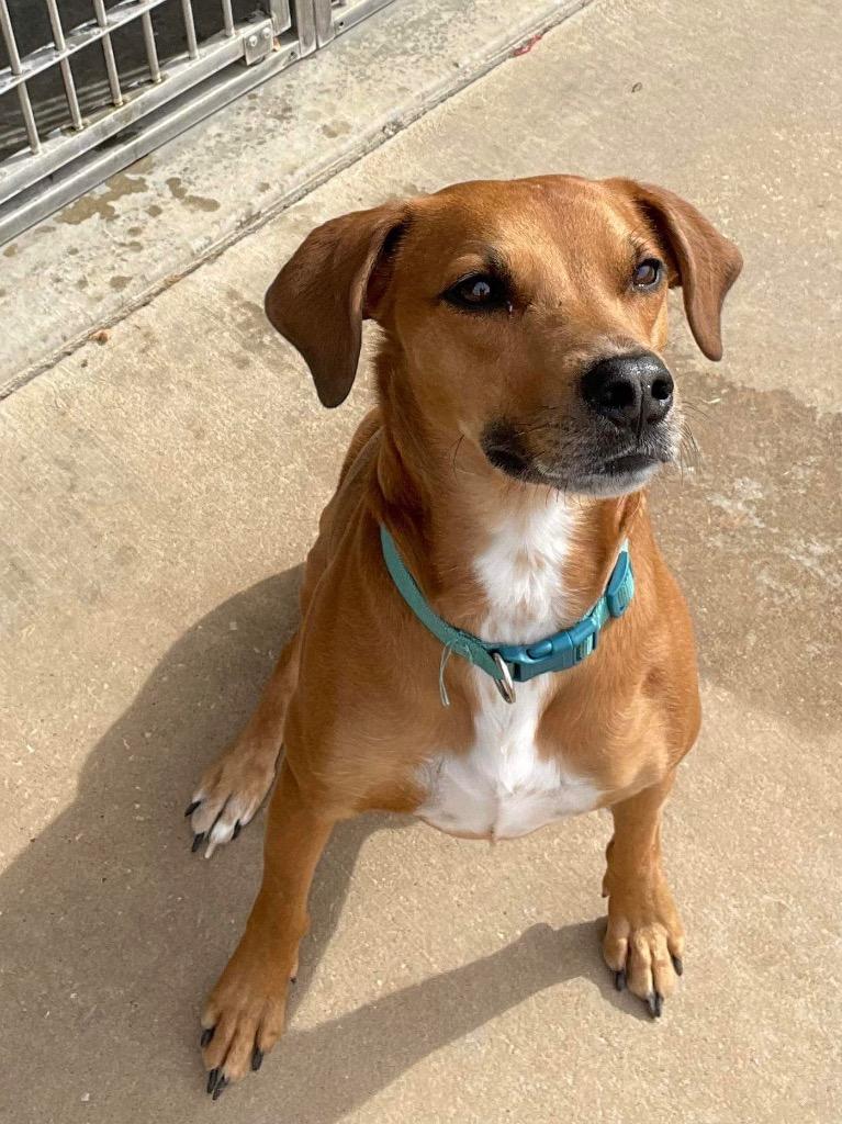 Ryker, a Adoptable mixed breed in Neosho, MO image 6/6
