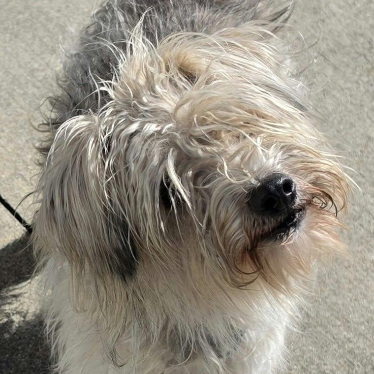 Enlarge Glinda, Friendly Girl, a Adopted mixed breed in Meriden, CT image 3/5