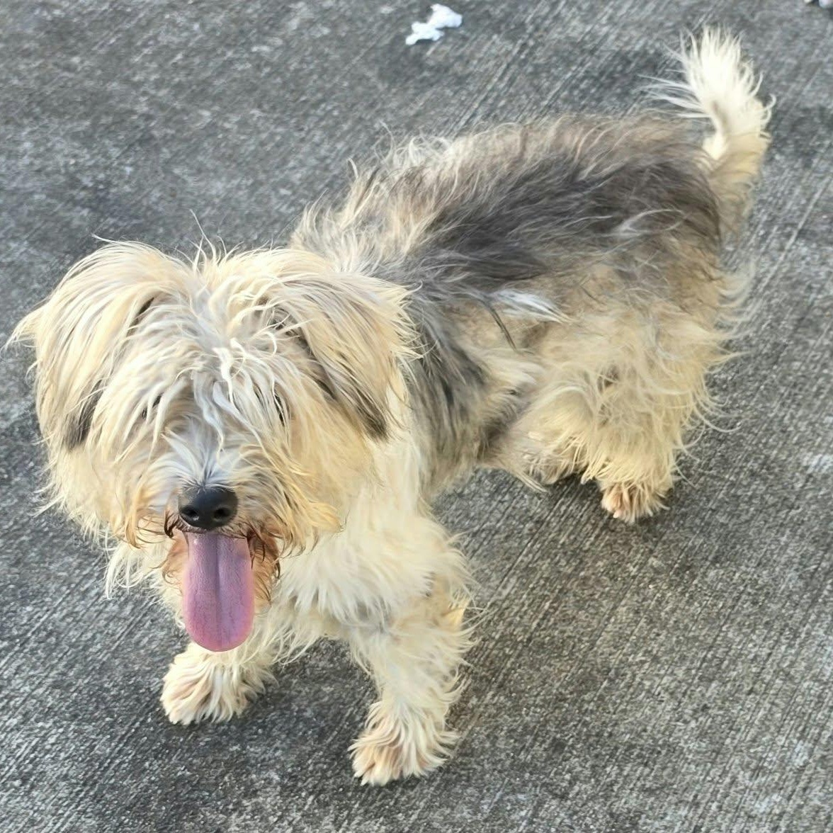 Enlarge Glinda, Friendly Girl, a Adopted mixed breed in Meriden, CT image 5/5