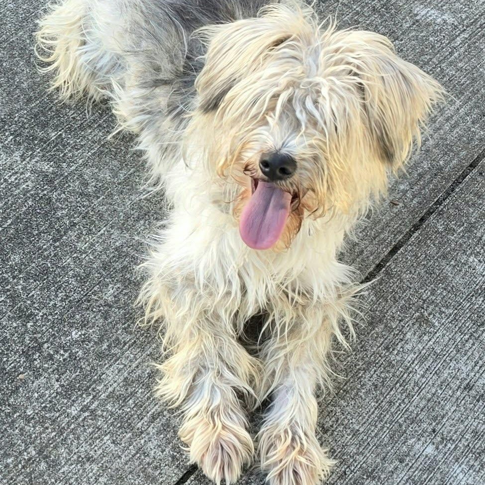 Enlarge Glinda, Friendly Girl, a Adopted mixed breed in Meriden, CT image 1/5