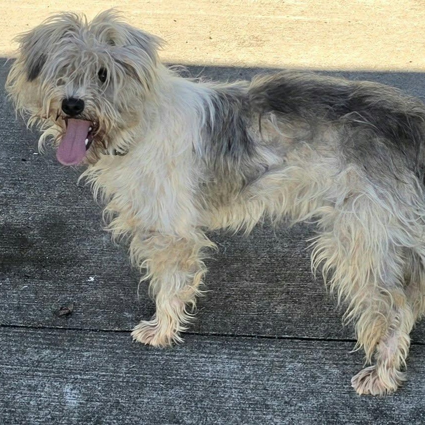 Enlarge Glinda, Friendly Girl, a Adopted mixed breed in Meriden, CT image 4/5