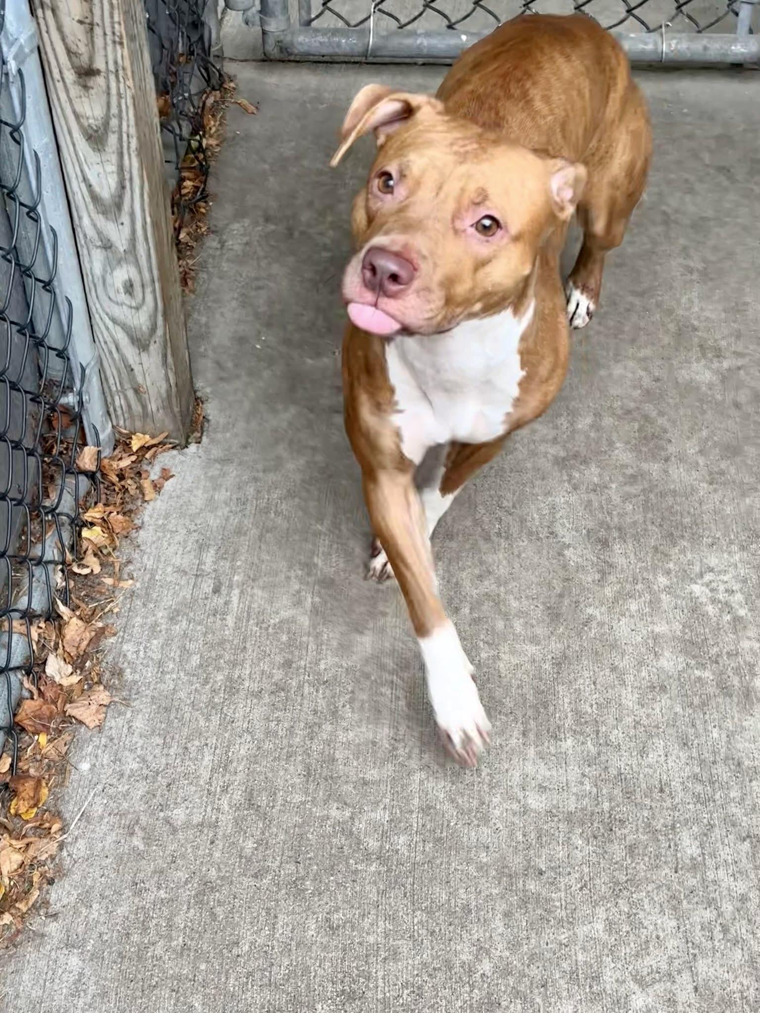 Russette, ADOPTABLE, Adult Female Pit Bull Terrier.