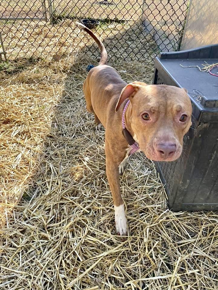 Russette, a ADOPTABLE Pit Bull Terrier in Chicago, IL image 2/4