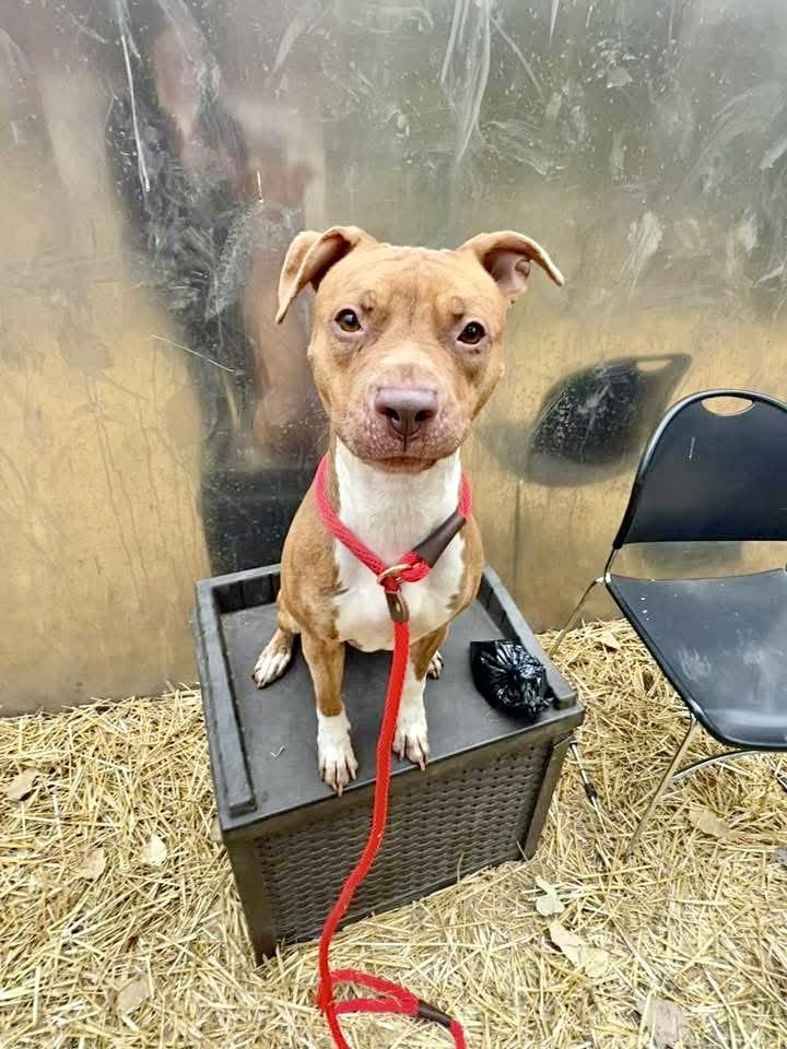 Russette, a ADOPTABLE Pit Bull Terrier in Chicago, IL image 3/4