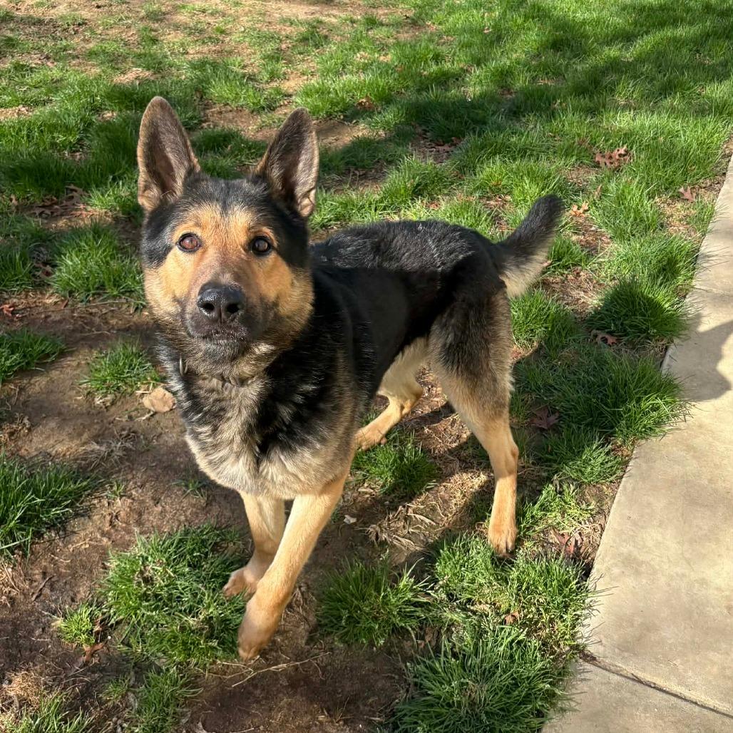 Enlarge Ghost, a ADOPTABLE German Shepherd Dog in Stanley, VA image 2/2