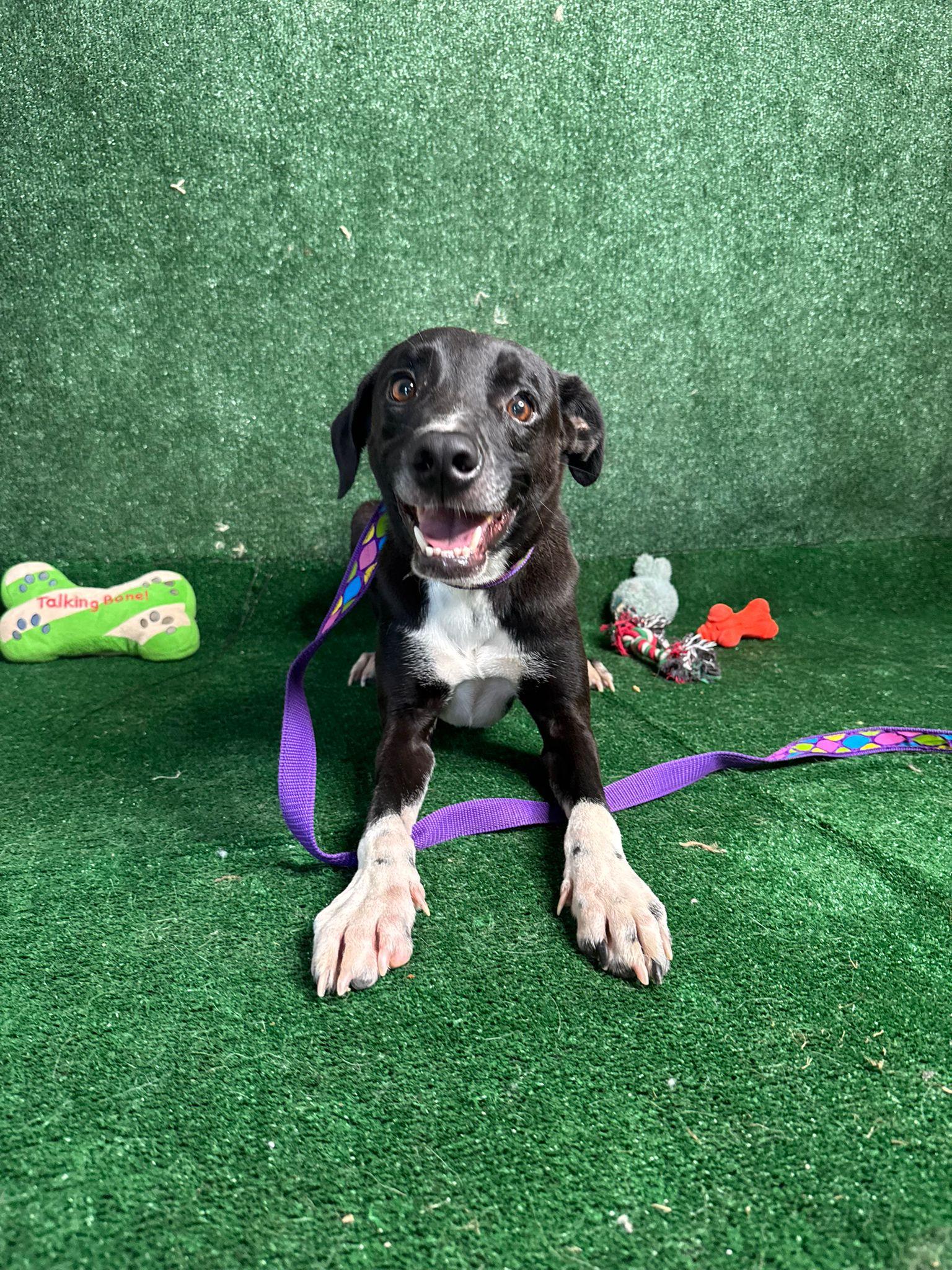 Looney Eyes Luiggi, Adoptable, Adult Male Black Labrador Retriever & Whippet.