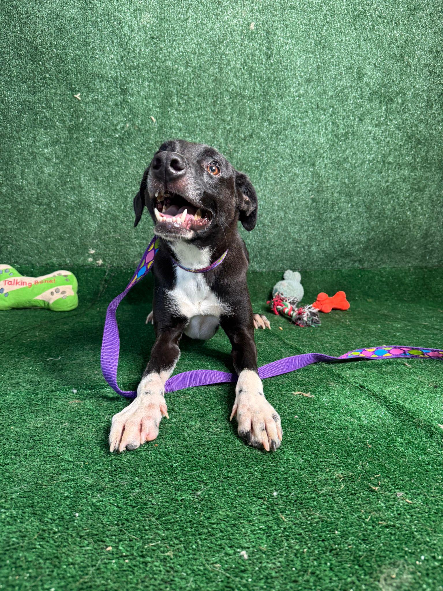Enlarge Looney Eyes Luiggi, a Adoptable mixed breed in Hellertown, PA image 3/4
