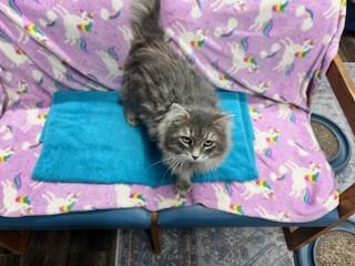 River, ADOPTABLE, Adult Male Domestic Long Hair.