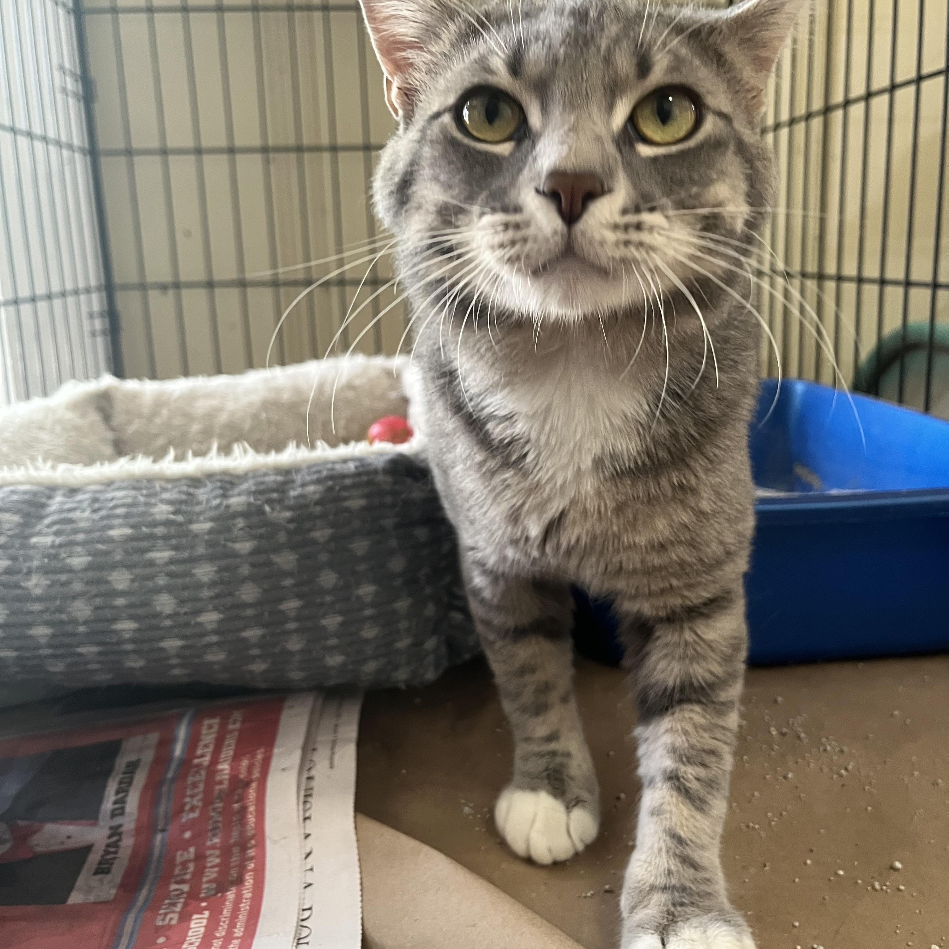 Enlarge Snowball, a ADOPTABLE Domestic Short Hair in Hammond, LA image 1/4
