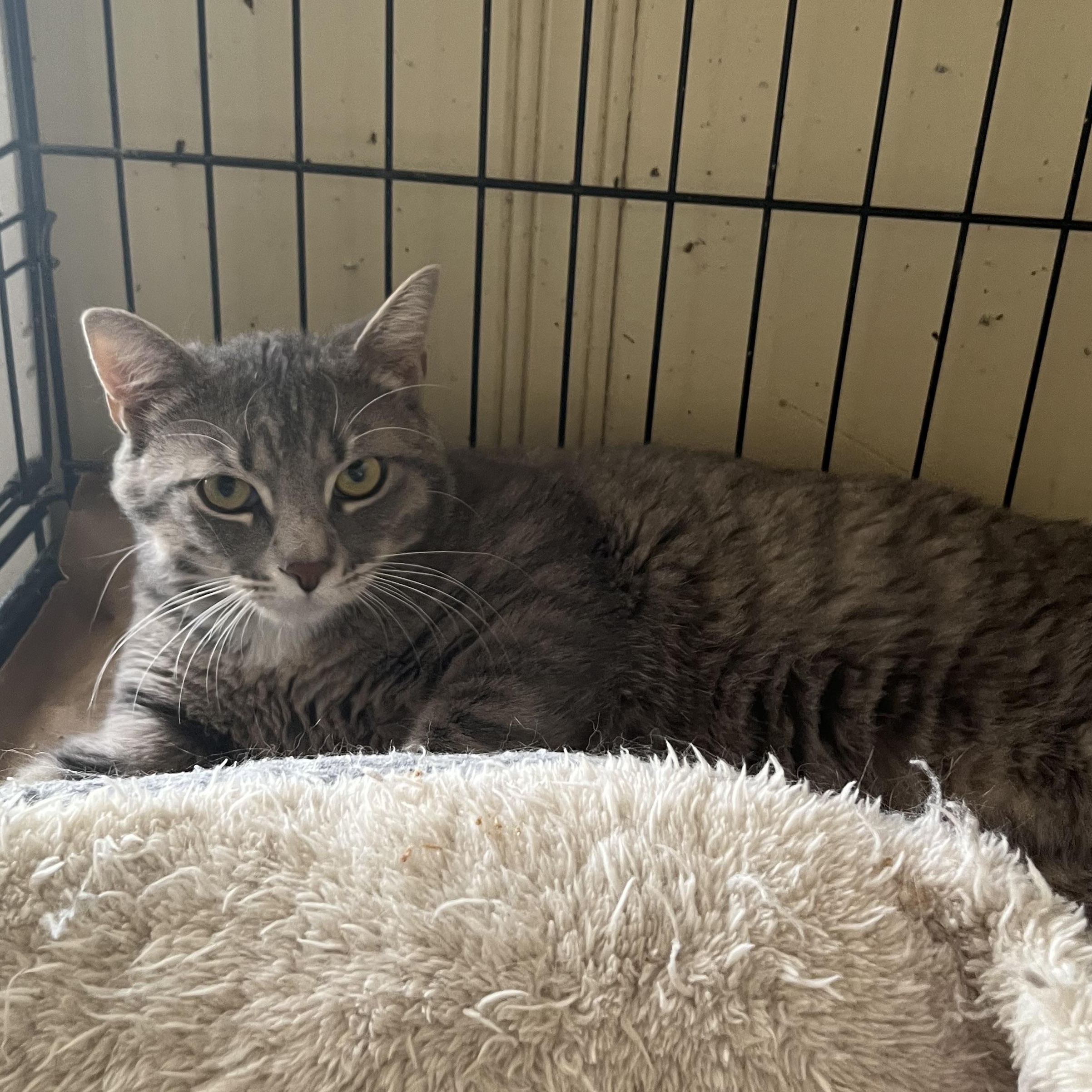 Enlarge Snowball, a ADOPTABLE Domestic Short Hair in Hammond, LA image 4/4