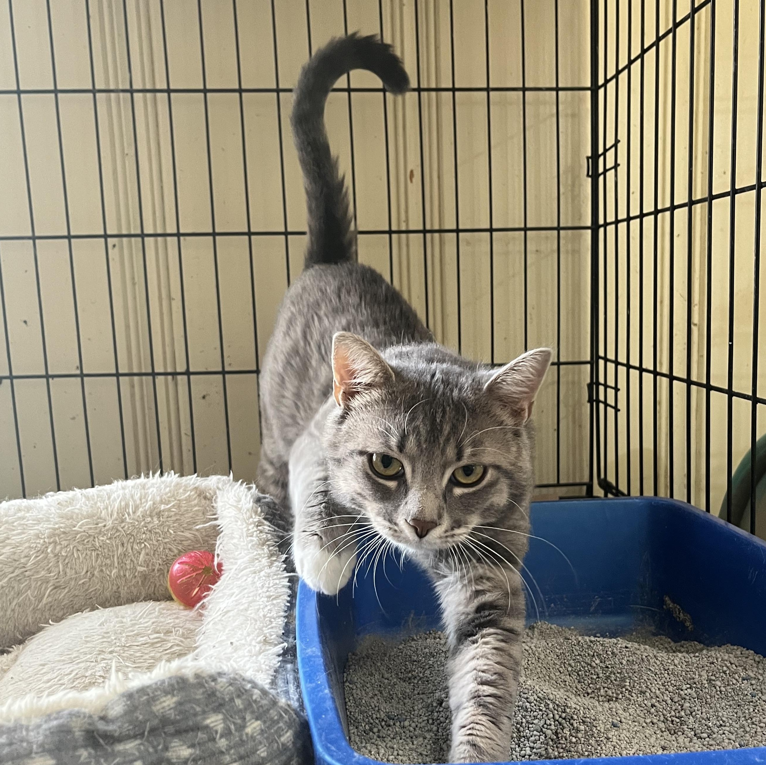 Enlarge Snowball, a ADOPTABLE Domestic Short Hair in Hammond, LA image 3/4