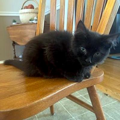 Enlarge Izzy, a ADOPTABLE Domestic Medium Hair in Mississauga, ON image 2/5