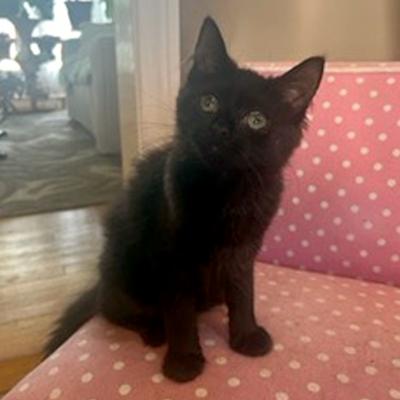 Enlarge Izzy, a ADOPTABLE Domestic Medium Hair in Mississauga, ON image 3/5