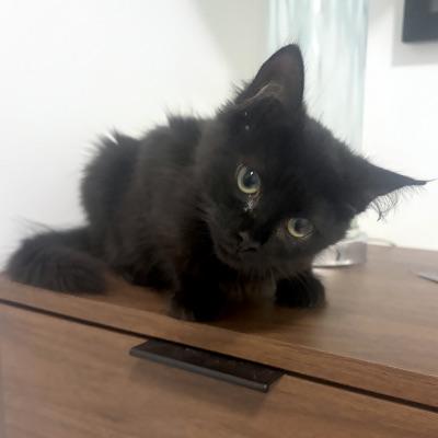 Izzy, ADOPTABLE, Kitten Female Domestic Medium Hair.