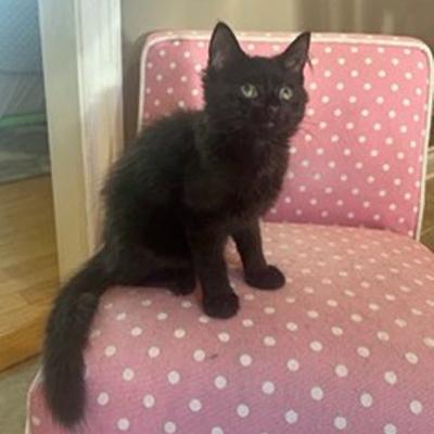 Enlarge Izzy, a ADOPTABLE Domestic Medium Hair in Mississauga, ON image 5/5