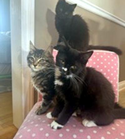 Enlarge Izzy, a ADOPTABLE Domestic Medium Hair in Mississauga, ON image 4/5